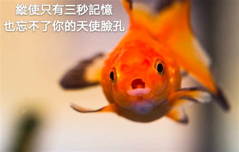 金魚 梗圖|金魚